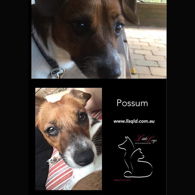 Photo of Possum