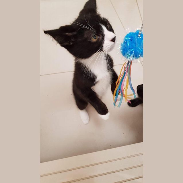 Photo of George   Purrfect Match Cat Adoptions 