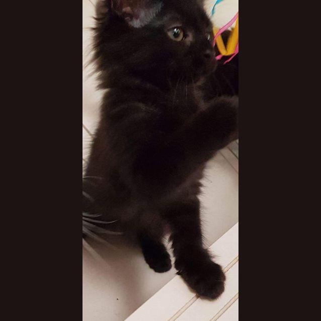 Photo of Gerry   Purrfect Match Cat Adoptions 