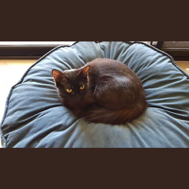 Photo of Zoe   Purrfect Match Cat Adoptions 