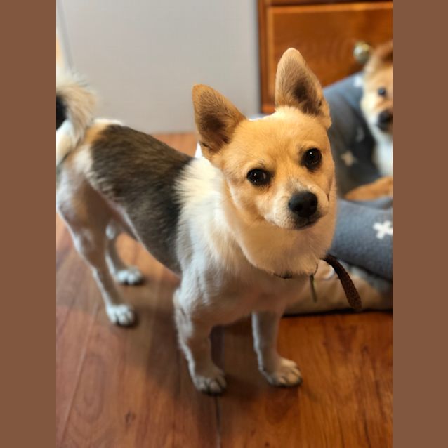 Photo of Hurburgh*** Dog And Cat Friendly