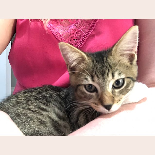Photo of Phoenix