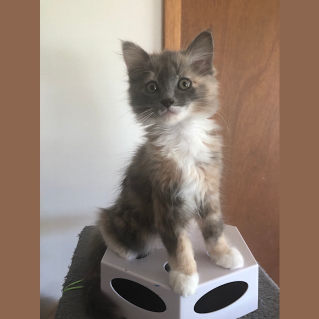 Photo of Princess