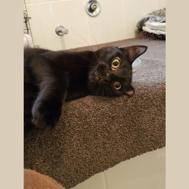 Photo of Nero