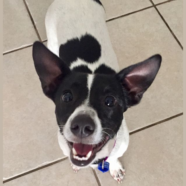 Photo of Susie ~ 2 Yr Old Mini Foxie X (Trial 12/1/19)
