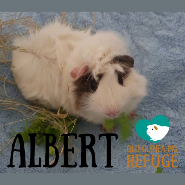 Photo of Albert (Desexed Male)