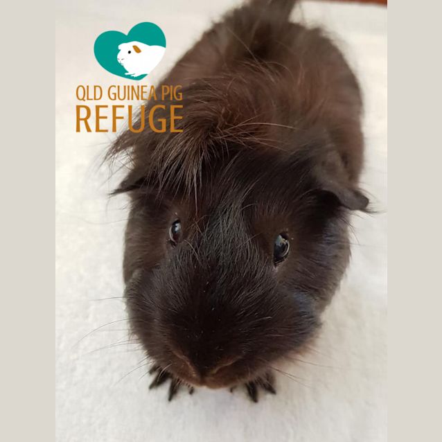 Photo of Shaggy (Desexed Male)