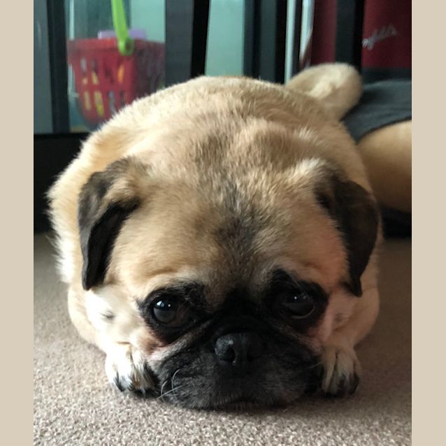 Photo of Mug Mug The Pug And Bon Bon The Silky Terrier