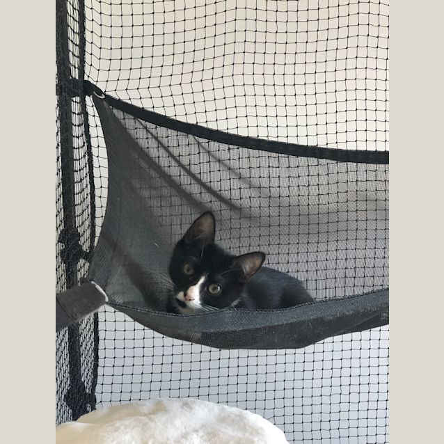 Photo of Iggle Piggle