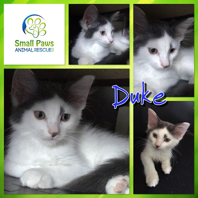 Photo of Duke