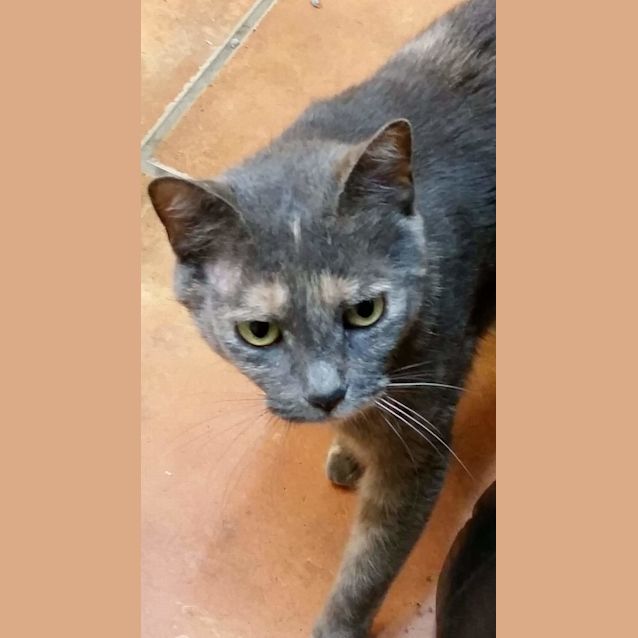 Photo of Muffy