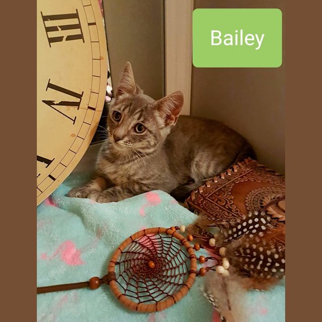 Photo of Bailey