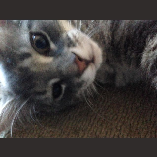 Photo of Jay **2nd Chance Cat Rescue**