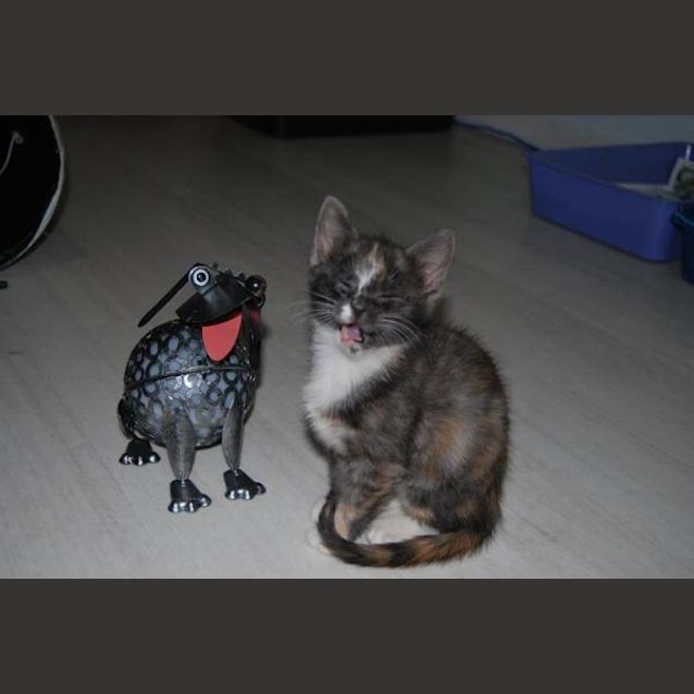 Photo of Flash