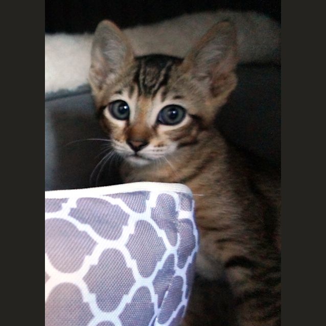 Photo of Alfie