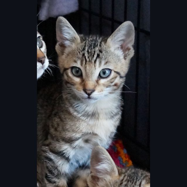 Photo of Astro