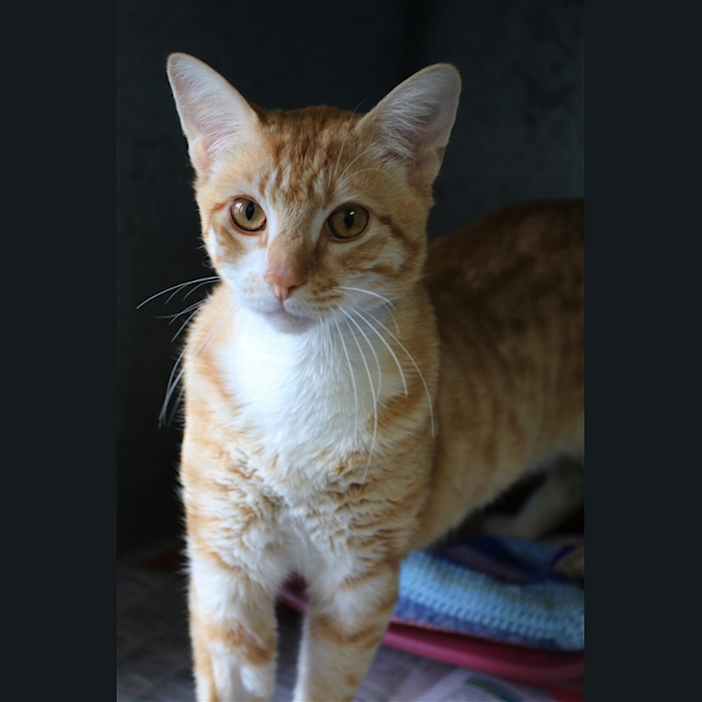 Photo of Biscuit