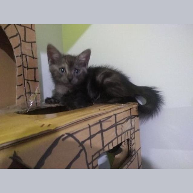 Photo of Pepper