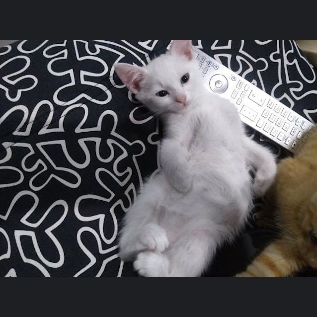 Photo of Cookie