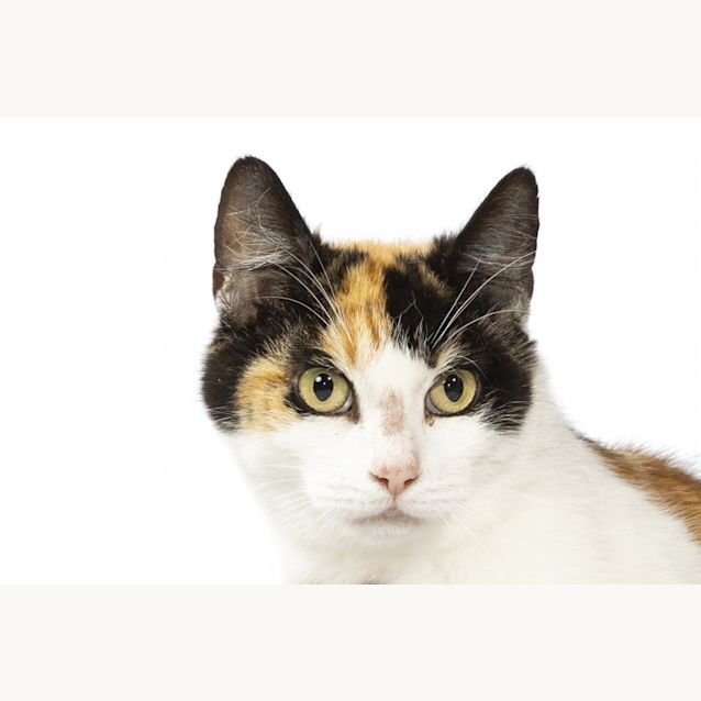 Photo of Magenta