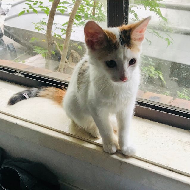 Photo of Emmy (Monkey)