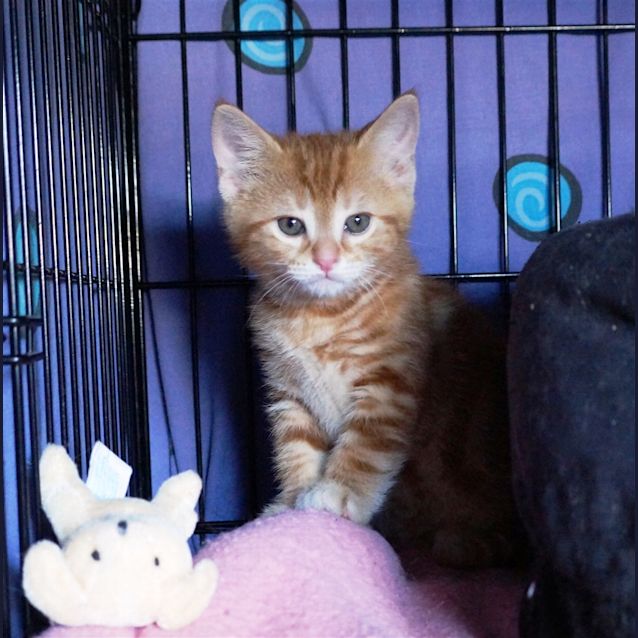 Photo of Sarge