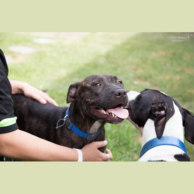 Photo of Chika ~ English Staffy X (On Trial 16/1/2019)