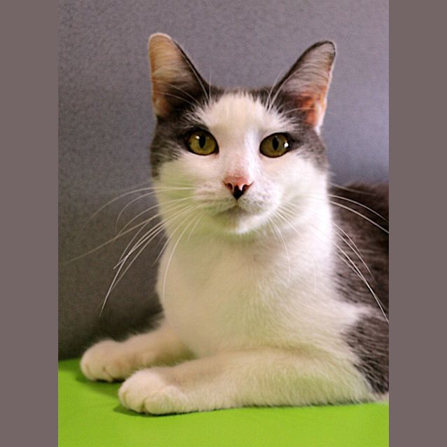 Photo of Puss