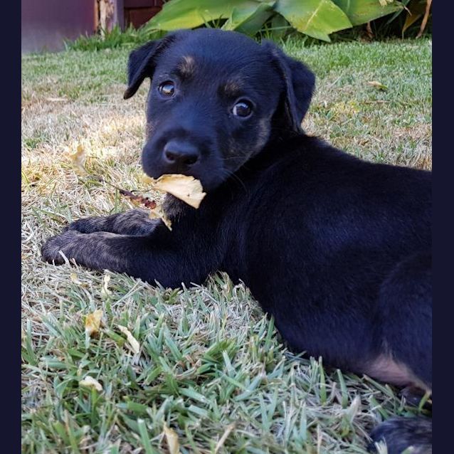 Photo of Cora
