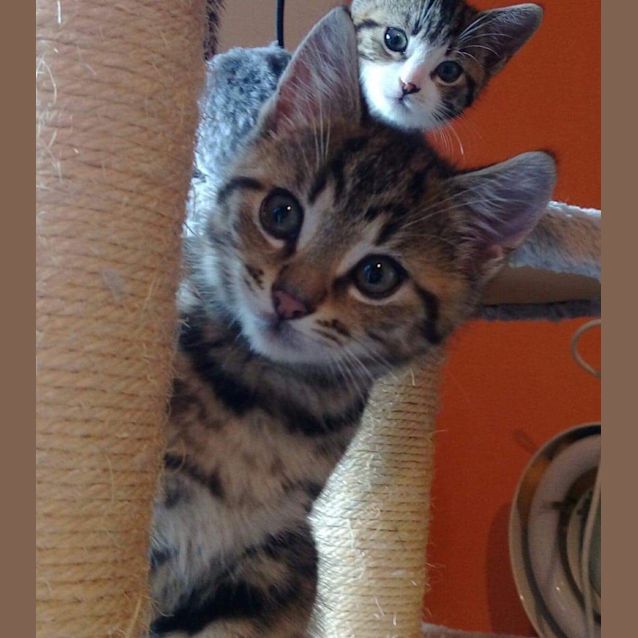 Photo of Teddy (Ted E Bear)