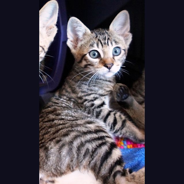 Photo of Angel