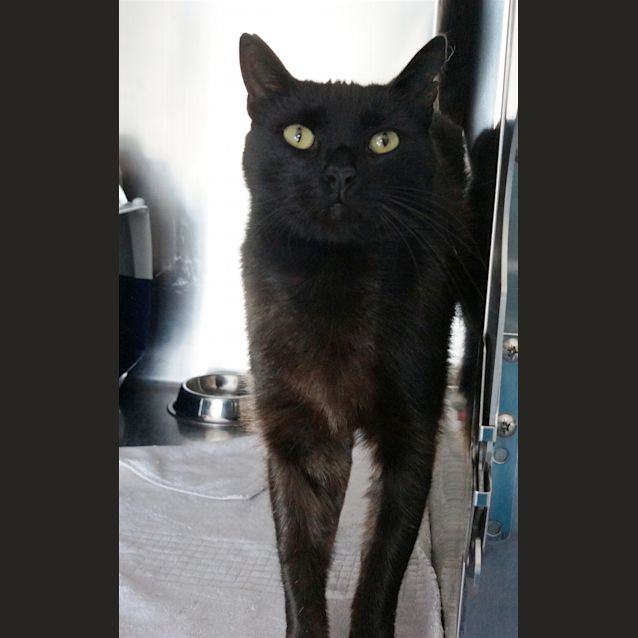 Photo of Chase