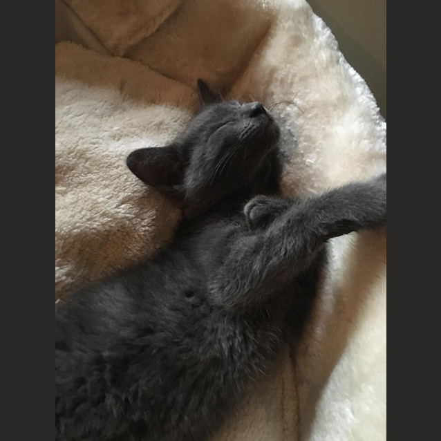 Photo of Vogue **2nd Chance Cat Rescue**