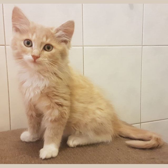 Photo of Butterscotch