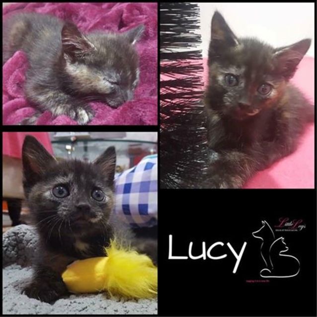 Photo of Lucy