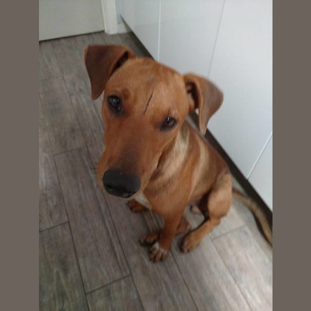 Photo of Trey *Carer Needed*