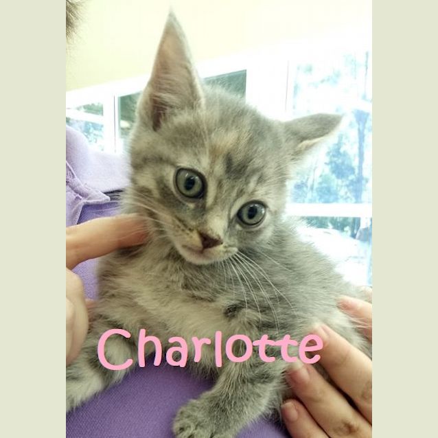 Photo of Charlotte