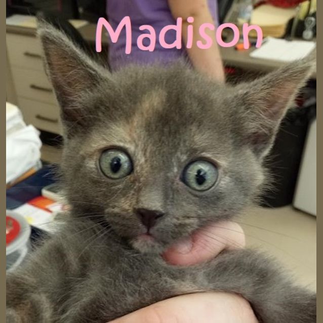 Photo of Madison