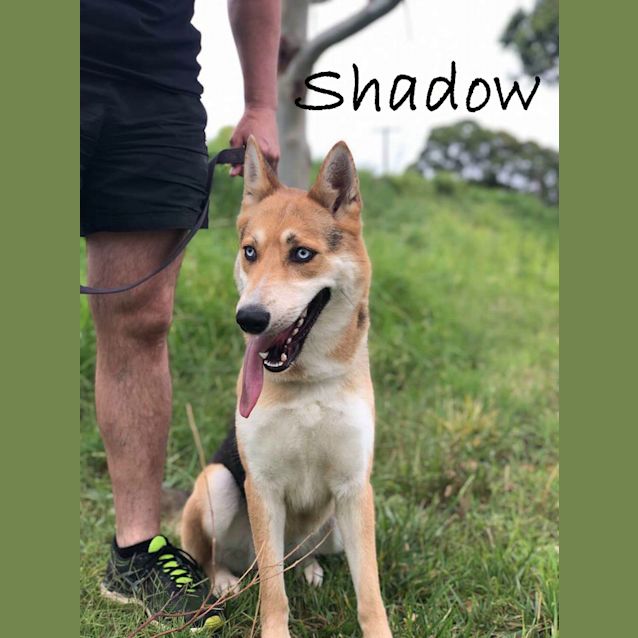 Photo of Shadow