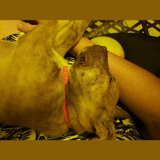 Photo of Puppy 1   Female 