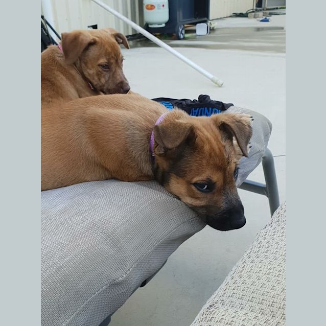 Photo of Puppy 3   Female 