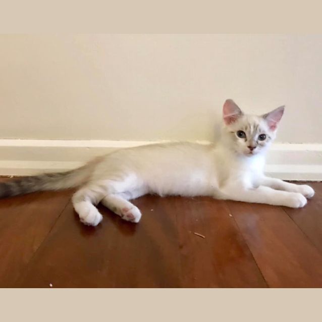 Photo of Maple 