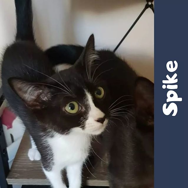 Photo of Spike Midnight Pennyand Tiny