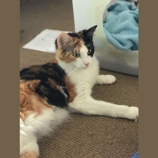Photo of Ruby