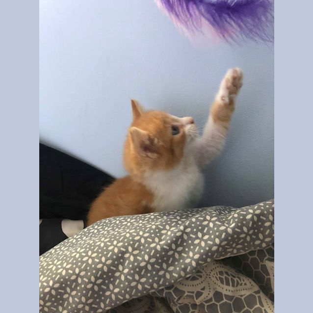 Photo of Daffy