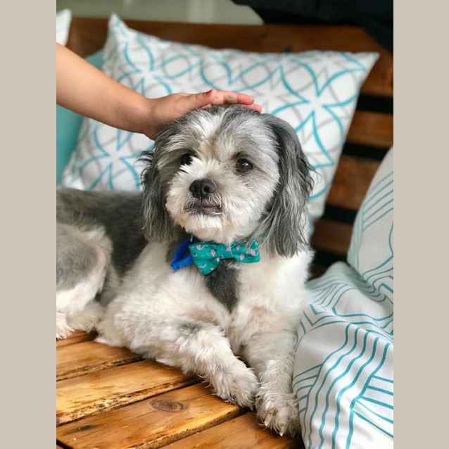 Photo of Oreo