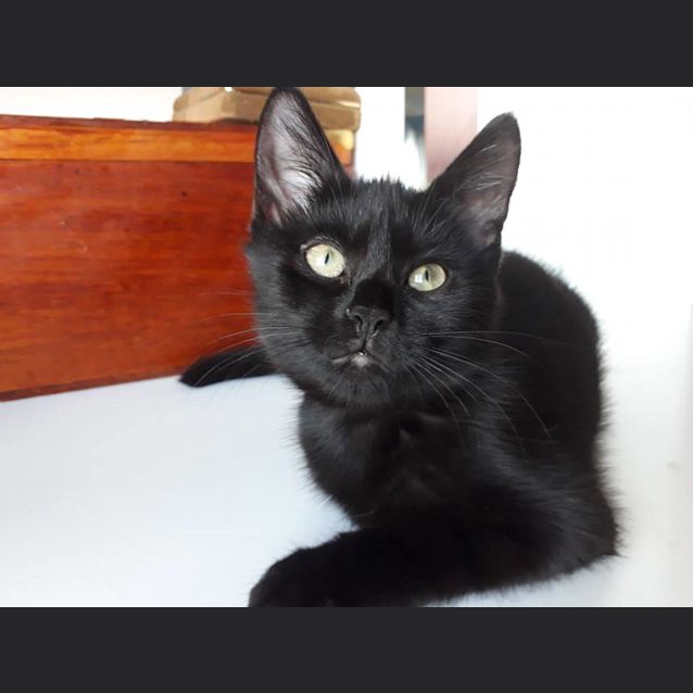 Photo of Cassia 