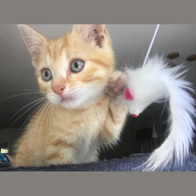 Photo of Charlie ^^Dandy Cat Rescue^^
