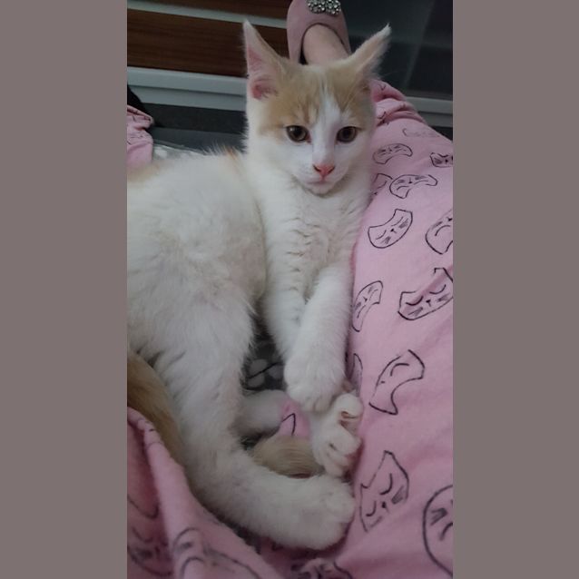 Photo of Casper ^^Dandy Cat Rescue^^