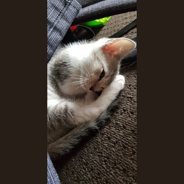 Photo of Macaroni